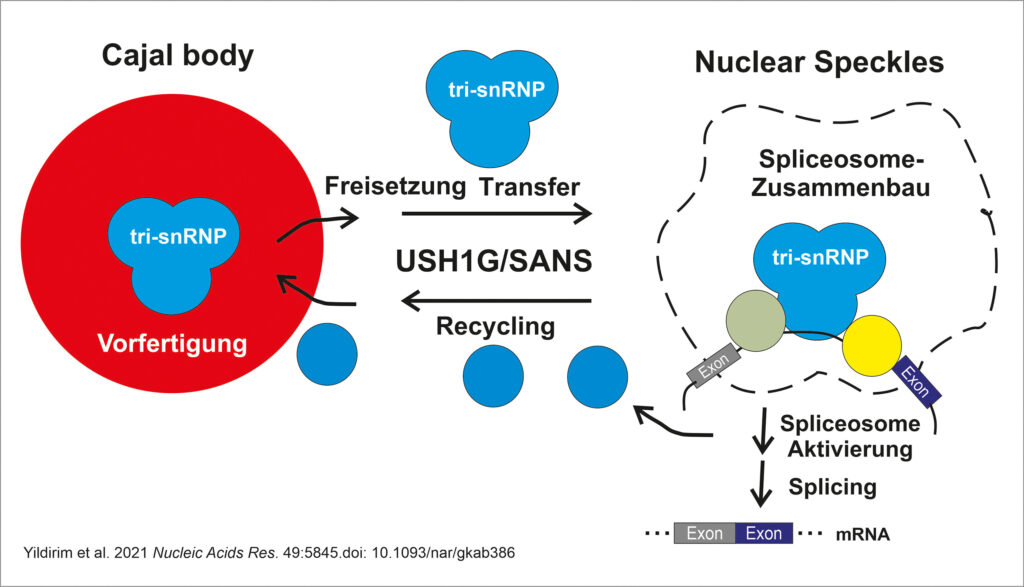 SANS ist für die Freisetzung von tri-snRNPs aus den Cajal-Körpern, deren Transfer zu den Nuclear Speckles, den dortigen Zusammenbau des Spleißosoms und dessen Aktivierung notwendig und damit für das korrekte prä-RNA-Spleißen insgesamt essenziell. (Abb./©: Uwe Wolfrum)