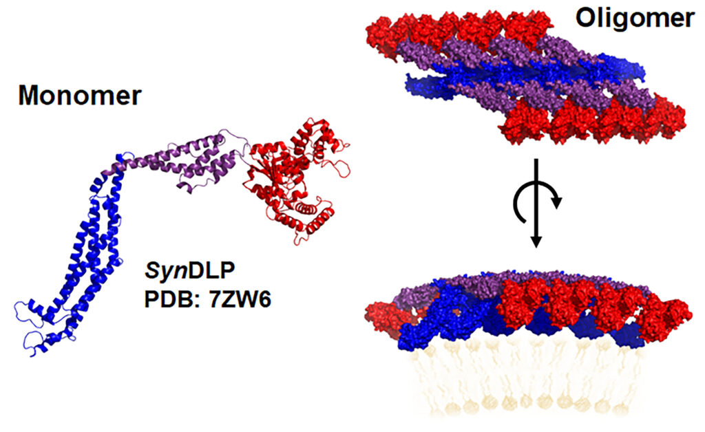 SynDLP, das Dynamin-ähnliche Protein aus dem Cyanobakterium Synechocystis, bildet hoch-geordnete, oligomere Strukturen, die an Membranen binden. (Abb./©: Lucas Gewehr, Dirk Schneider)