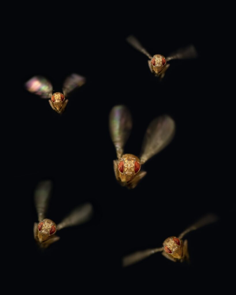 Zur Fortbewegung schlägt die Fruchtfliege Drosophila melanogaster zweihundertmal pro Sekunde mit den Flügeln. (Foto/©: Silvan Hürkey)