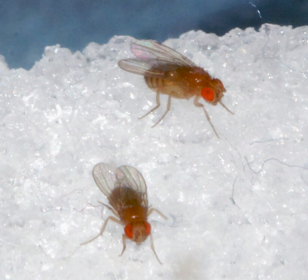 Zuckeraufnahme und Adaptogene können depressionsähnliche Zustände bei der Taufliege "Drosophila" lindern bzw. verhindern. (Foto/©: Tim Hermanns)