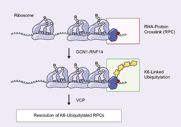 Mainzer Forschende haben einen neuen Weg für den Abbau von RNA-Protein-Crosslinks entdeckt, die durch toxische Aldehyde verursacht wurden. (Abb./©: Suryo Rahmanto et al., Molecular Cell)