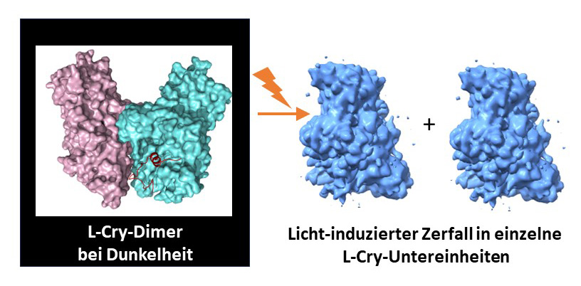 Durch starke Belichtung zerfällt das L-Cry-Protein in seine zwei Untereinheiten. (Abb./©: Eva Wolf und Hong Ha Vu)