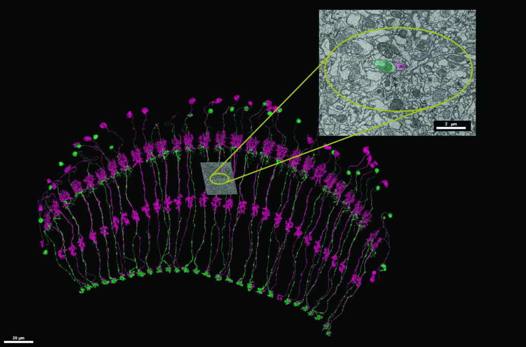 Repetitiv angeordnete Tm-Neurone im visuellen System der Fliege: Der Ausschnitt zeigt ein Bild des elektronenmikroskopischen Datensatzes, zwei Axone sind farbig markiert. (Foto: Marion Silies)