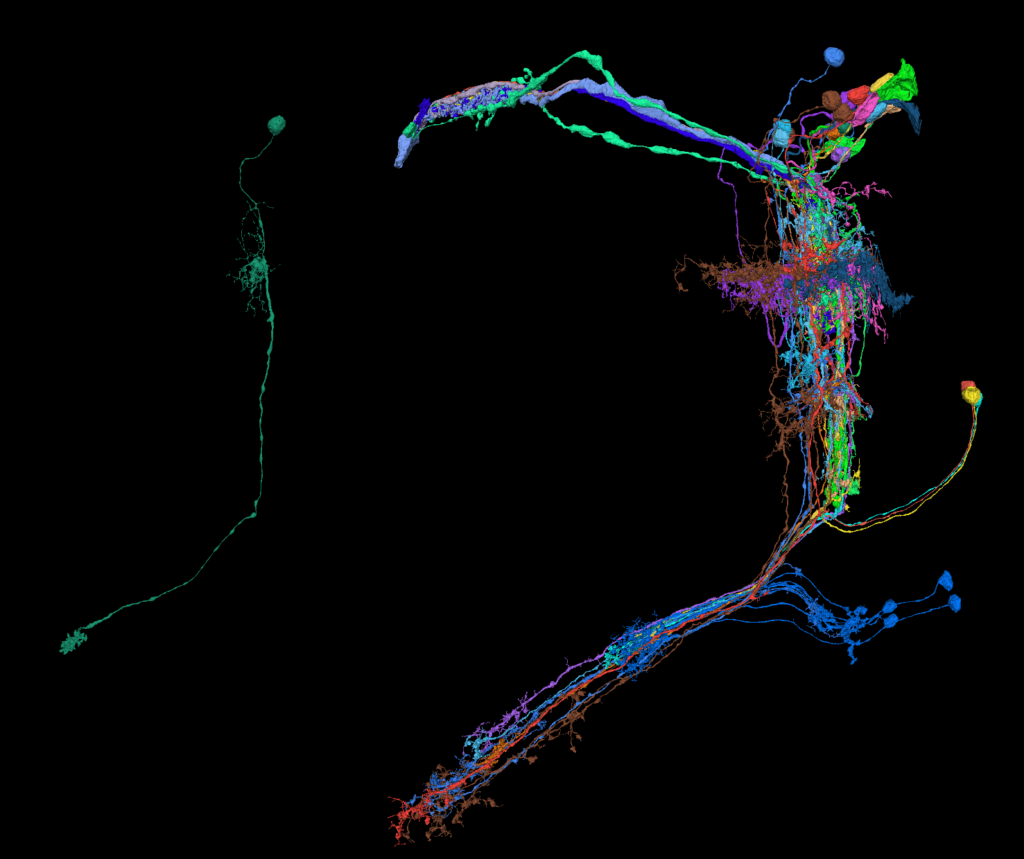 Eine Tm9-Zelle isoliert dargestellt (l.) sowie mit allen präsynaptischen Neuronen, die mithilfe von FlyWire.ai rekonstruierten wurden (r.). (Foto: Marion Silies)