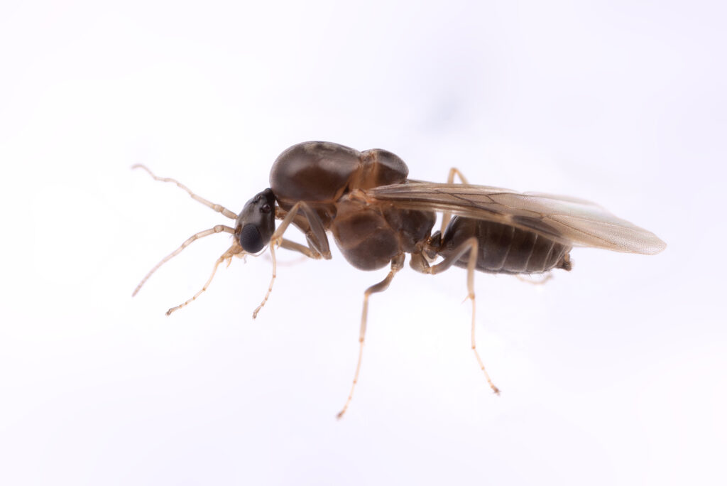 Männchen der Argentinischen Ameise (Foto/©: Hugo Darras und Qiaowei Pan)