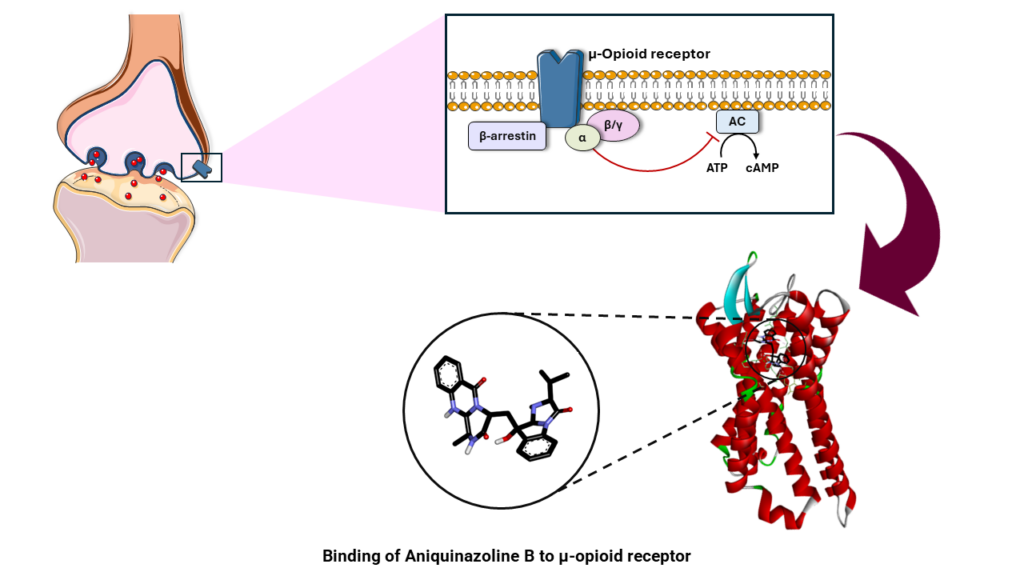 Bindung von Aniquinazolin B an einen Opioidrezeptor (Abb.: Mohamed Elbadawi)