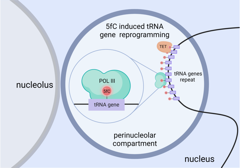 5-Formylcytosin aktiviert Gene in der frühen embryonalen Entwicklung. (Abb./©: IMB)