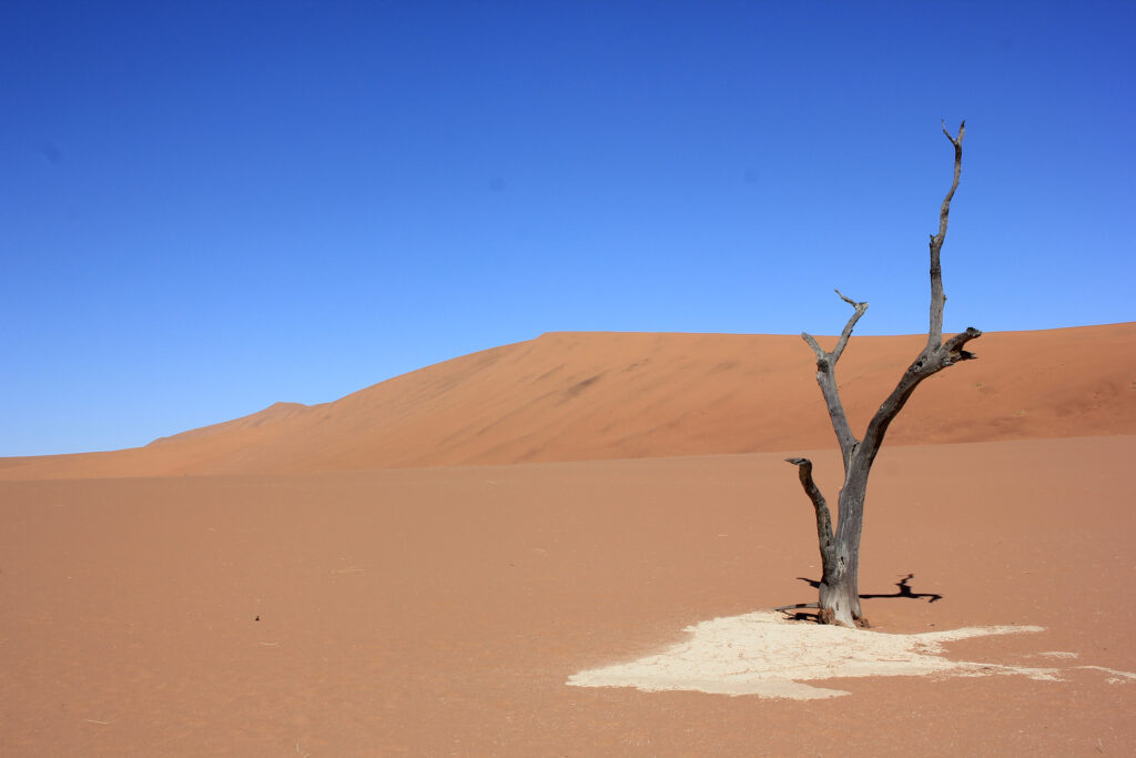 Das Dead Vlei in der Namib-Wüste in Namibia, aufgenommen 2014: Trotz der tiefen Wurzeln kommen die Bäume durch die Kalkablagerungen nicht mehr an Wasser und sind schon lange abgestorben. (Foto/©: Robert Reinecke)