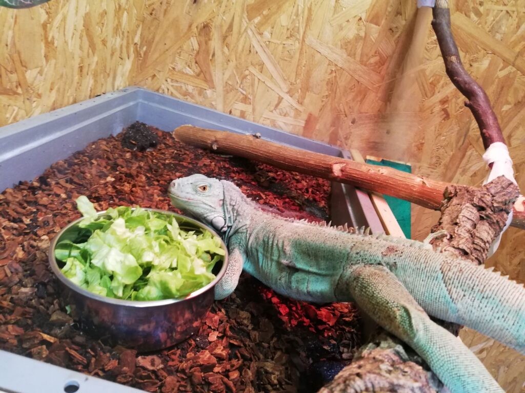 Grüner Leguan, der Salat frisst (Foto/©: Daniela Winkler)