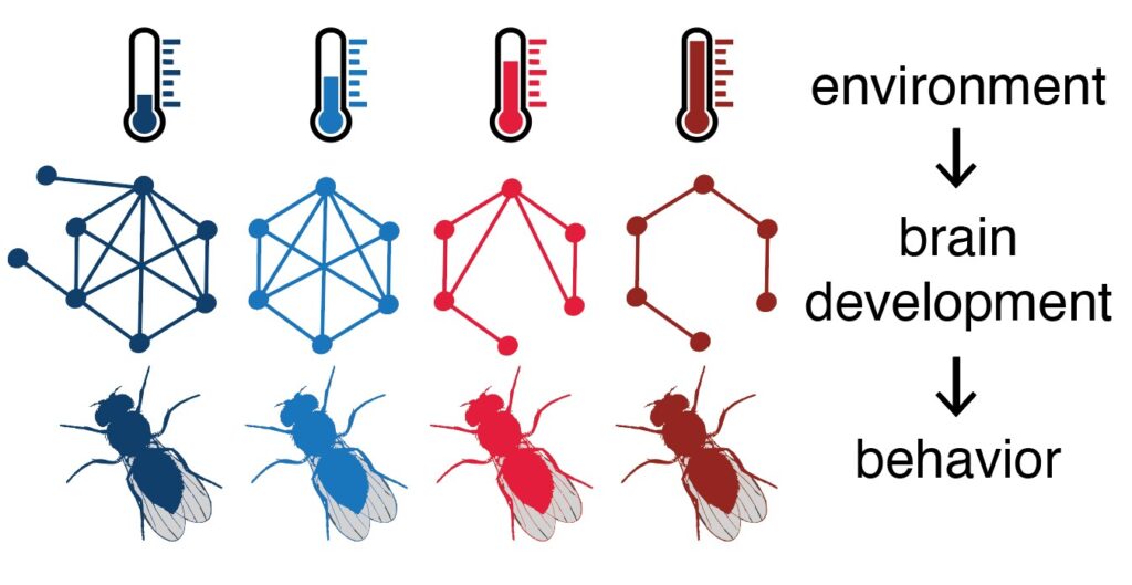 Bei der Fruchtfliege beeinflusst die Umgebungstemperatur die Konnektivität des Gehirns mit Auswirkungen auf das Verhalten. (Abb./©: Carlotta Martelli)