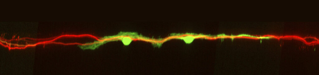 Grüne Schwann-Zellen myelinisieren rote sensorische Axone im Mikrofluidikkammermodell (Foto/©: Adrien Vaquié)