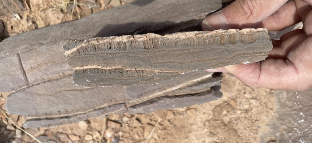 Marmorprobe aus Namibia: Ausgehend von zwei mit hellem Krustenkalk gefüllten Spalten sind die Röhrchen in paralleler Anordnung nach unten gewachsen. (Foto/©: Cees Passchier)