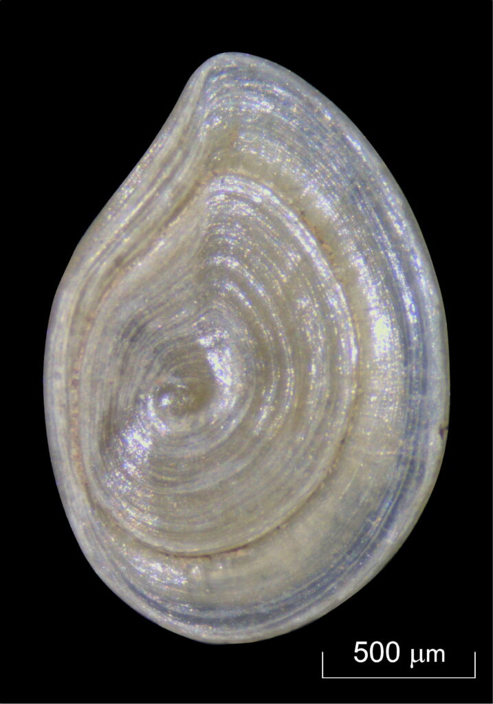Im Sediment des Speer-Horizonts sind unter anderem kleine Süßwasserschnecken der Gattung Bithynia enthalten, deren Verschlusskapseln (Opercula) für die Studie biochemisch analysiert wurden. (Foto/©: Ellie Nelson)