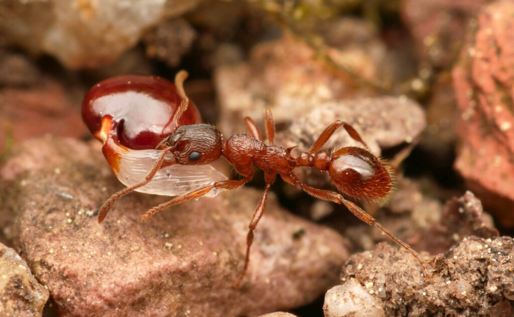 Ameise der Art <em>Myrmica rubra</em>, hier beim Tragen eines Pflanzensamens (Foto/©: Philipp Hönle)