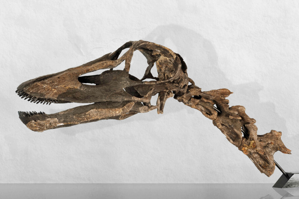 Schädel mit Zähnen eines <em>Kaatedocus siberi</em>. Fundort: Howe Ranch, Wyoming, USA (© Sauriermuseum Aathal)