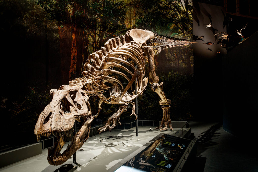 Skelett eines <em>Tyrannosaurus rex</em>. Fundort: Murray Ranch, Montana, USA (© Naturalis Biodiversity Center)