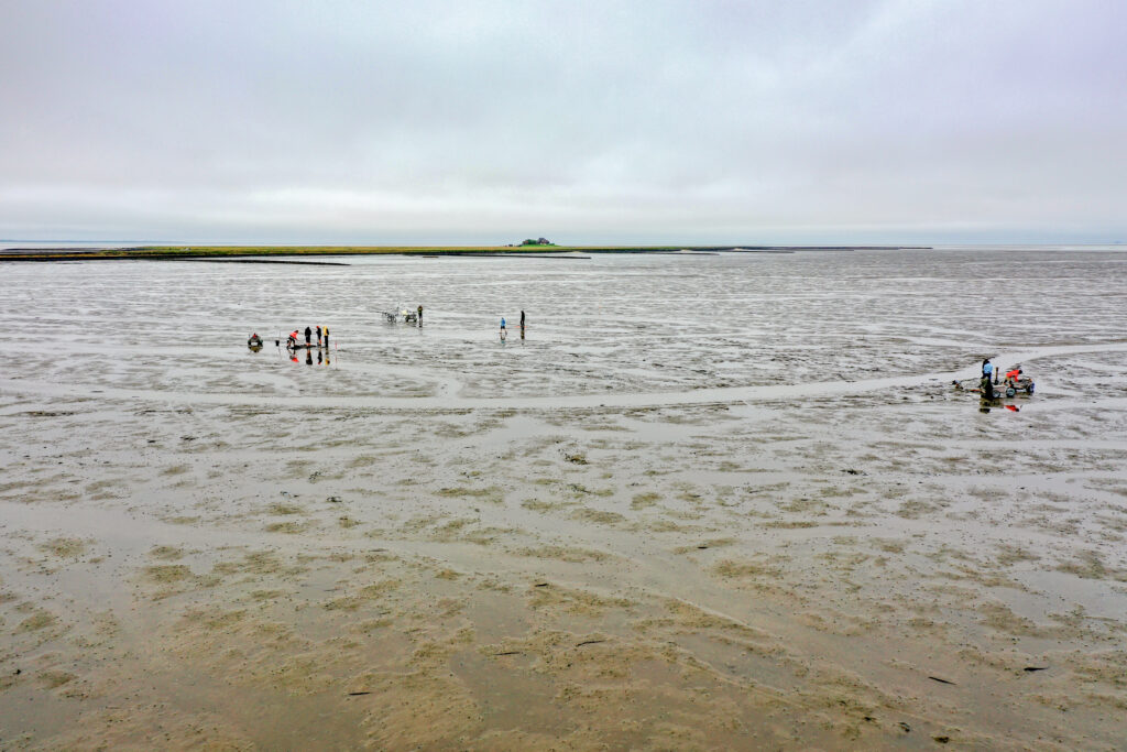 Im Watt vor der Hallig Südfall werden die Überreste der untergegangenen Kirche Rungholts untersucht. (Foto/©: Dirk Bienen-Scholt)
