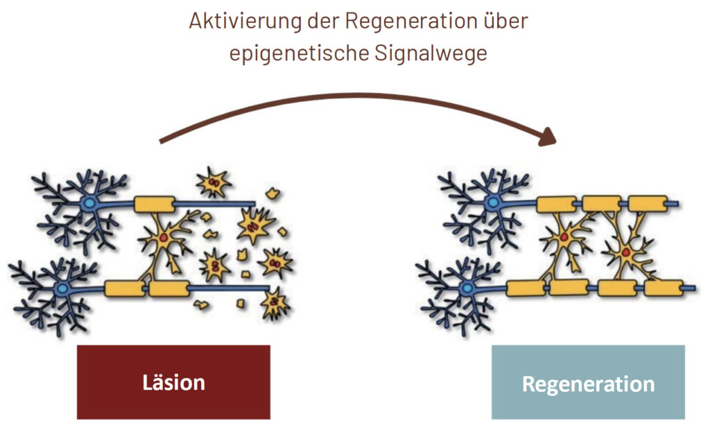 Aktivierung der Regeneration: Durch die Verwendung eines kleinen Moleküls, das bestimmte epigenetische Signalwege aktiviert, können die Forschenden die Reparatur der Myelinscheide fördern. (Abb./©: Gianluigi Nocera, Claire Jacob, Ingo Schroeter)