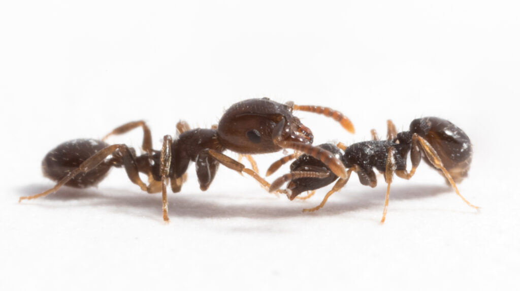 Die „Sklavenhalter-Ameise“ Temnothorax americanicus (links) und ihr Wirt Temnothorax longispinosus (Foto/©: Romain Libbrecht)