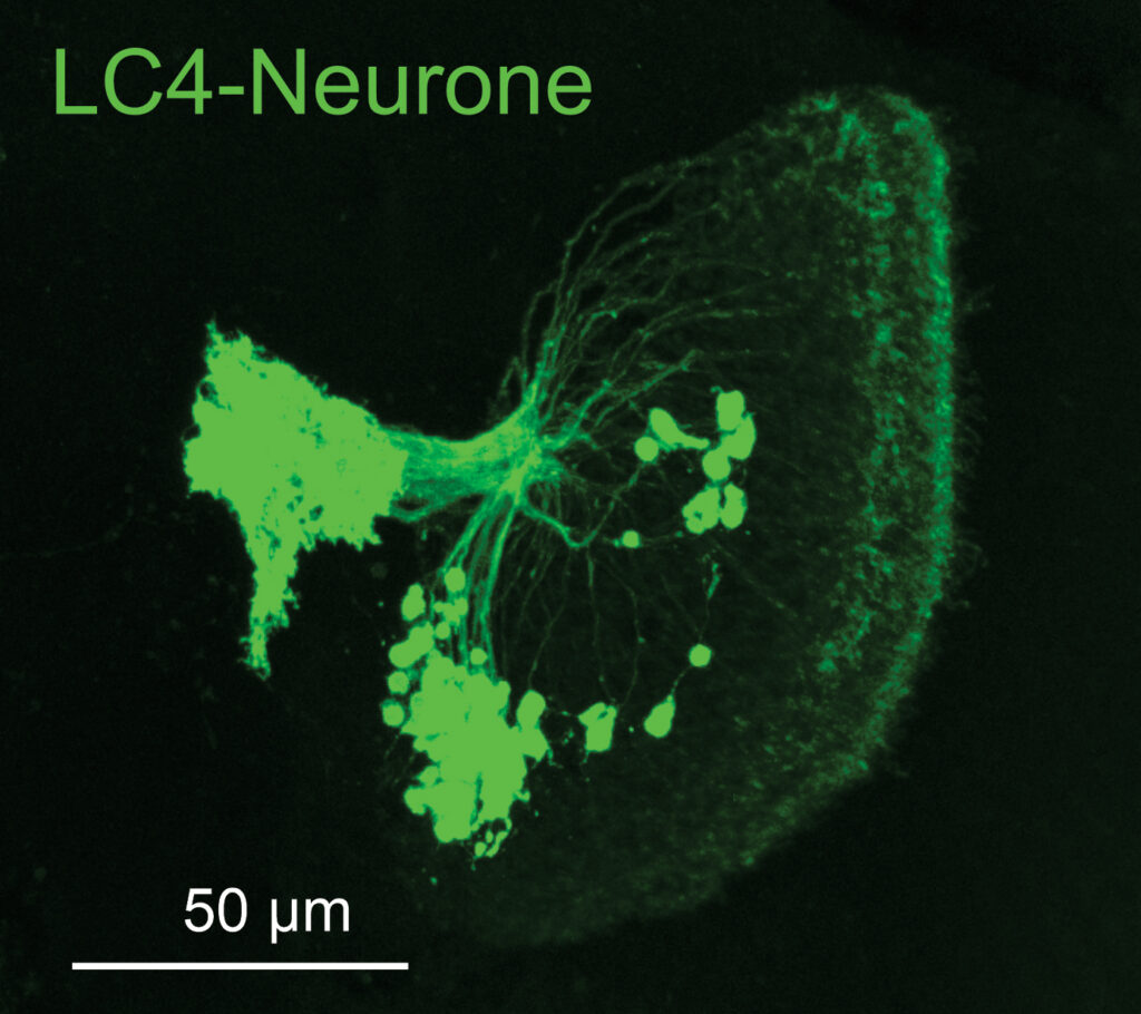 LC4-Neuronen-Cluster im Gehirn einer Drosophila-Fliege. Ein Cluster besteht aus zirka 80 Neuronen. (Foto/©: Carsten Duch)