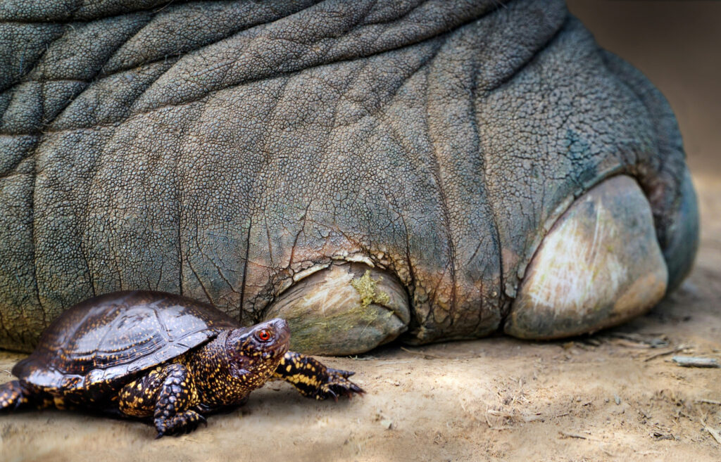 So könnte es vor rund 125.000 Jahren ausgesehen haben: eine Europäische Sumpfschildkröte (<i>Emys orbicularis</i>) neben dem Fuß eines Europäischen Waldelefanten (<i>Palaeoloxodon antiquus</i>) (Abb./©: Nicole Viehofer / MONREPOS – LEIZA)