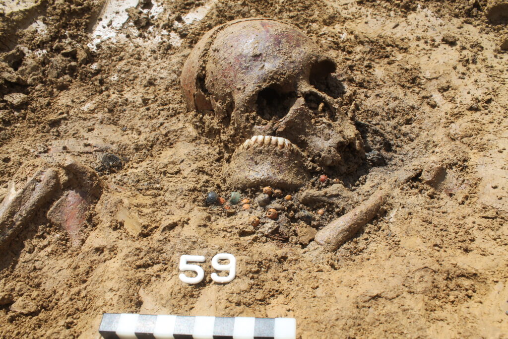Zirka 1.400 Jahre alter Schädel einer Frau während der Freilegung ihres Grabes im heutigen Ergoldsbach. Aus einem winzigen Knochenstück des Schädels haben Paläogenetiker der JGU das komplette Erbgut der Verstorbenen rekonstruiert. (Foto/©: Richter/Kreisarchäologie Landshut)