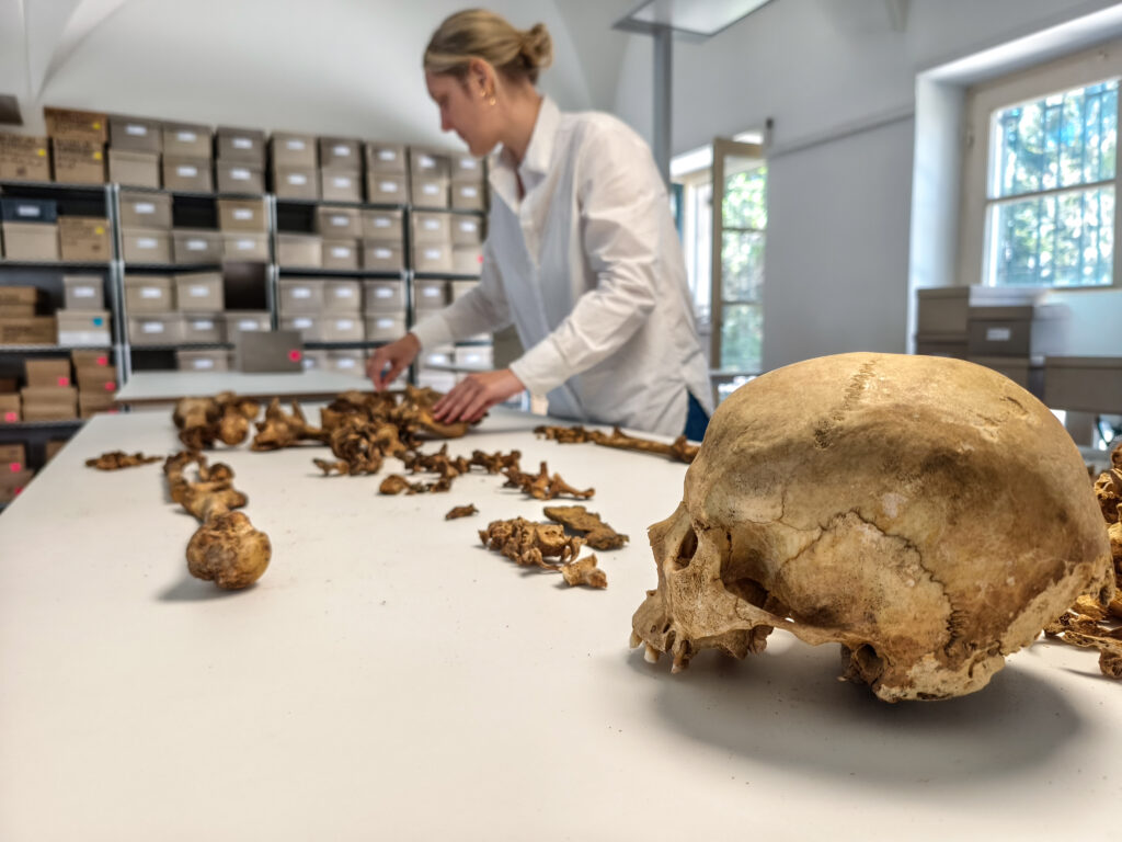 Anthropologische Untersuchung eines Skeletts vom frühmittelalterlichen Fundplatz Altheim bei Landshut an der Staatsammlung für Anthropologie München (SAM) (Foto/©: Harbeck/SAM)