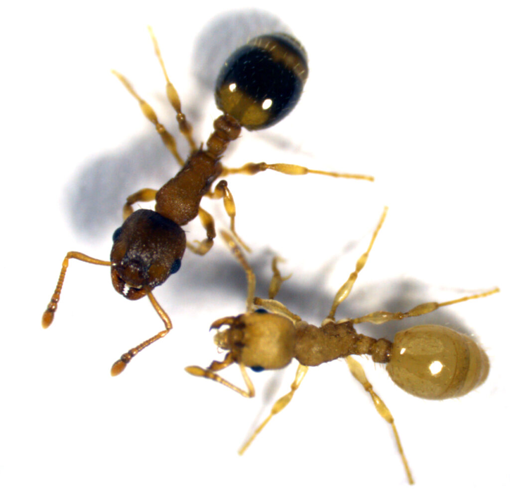 Eine vom Bandwurm <i>Anomotaenia brevis</i> infizierte Arbeiterin (gelbliche Färbung) und eine nicht infizierte Arbeiterin der Ameisenart <i>Temnothorax nylanderi</i> (Foto/©: Susanne Foitzik)