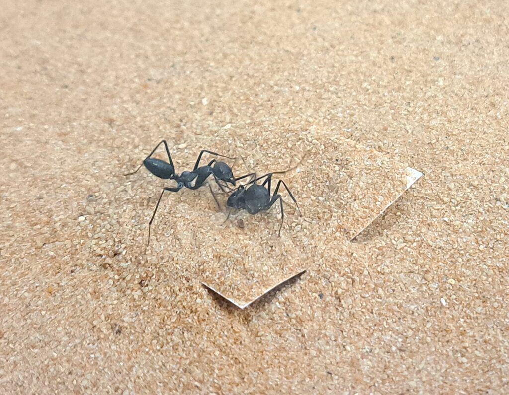 Eine Arbeiterin der Ameisenart <i>Cataglyphis niger</i> versucht in einem Verhaltenstest, eine festgehaltene Nestgenossin zu befreien. (Foto/©: Susanne Foitzik)